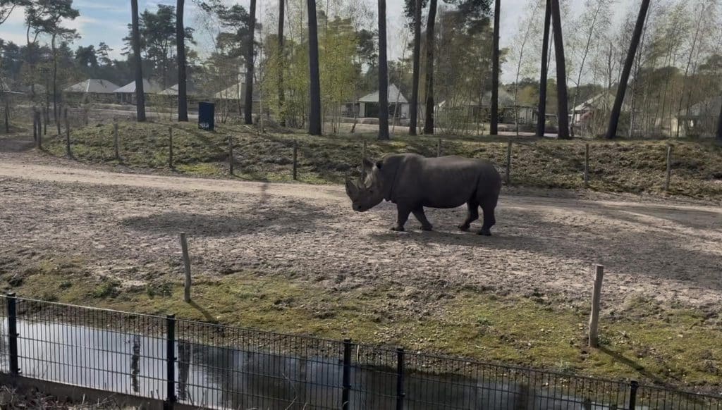 Rhino Beekse Bergen
