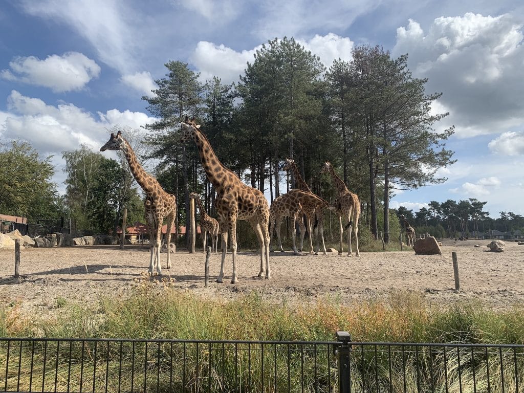 Beekse Bergen Safari Resort
