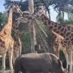 Beekse Bergen Savannah Lodge view