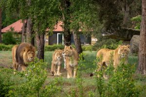 Beekse Bergen Safari Resort Lions