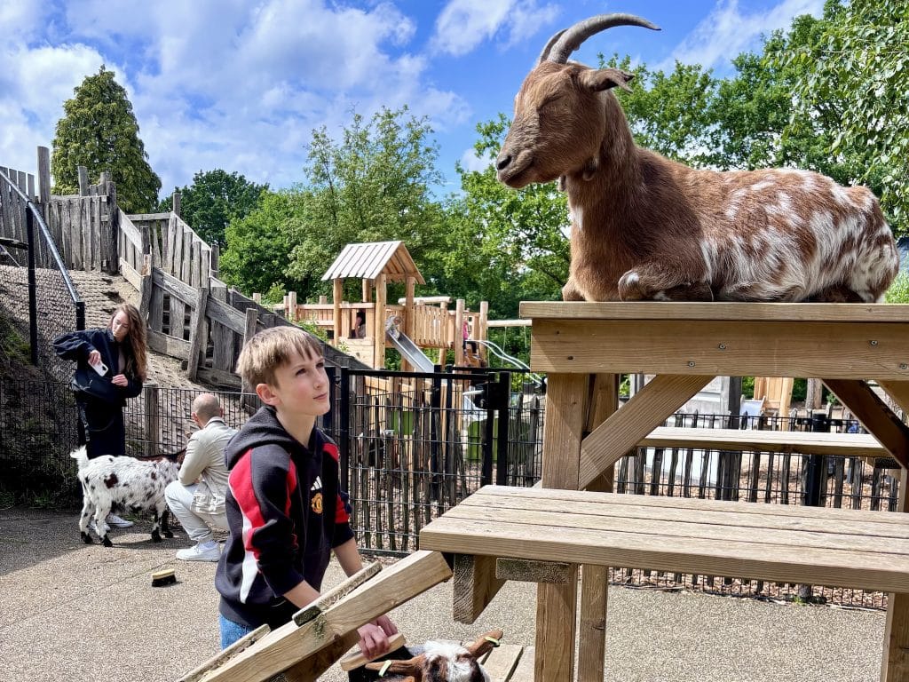 Dierenbos goats