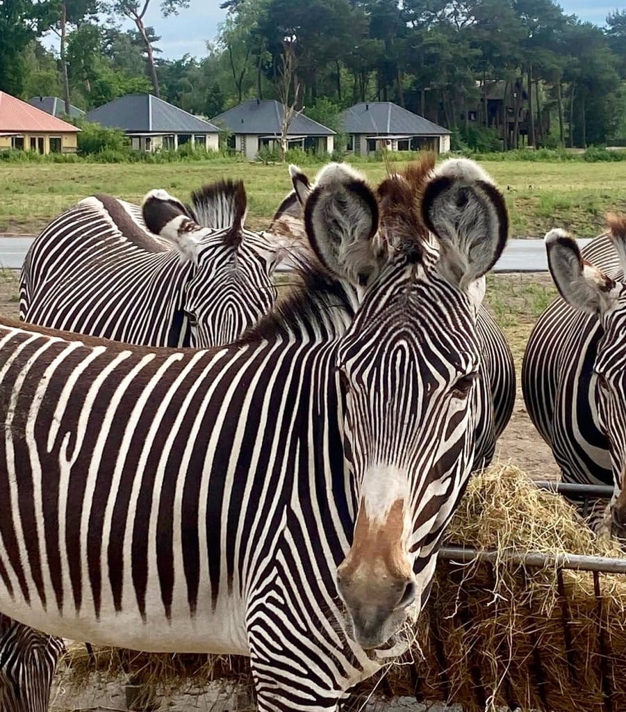 Zebras At Beekse Bergen Safari Resort
