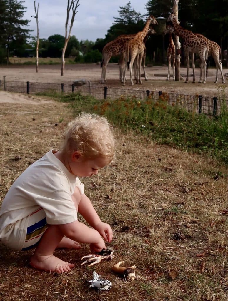 Beekse Bergen Giraffes