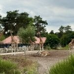 Beekse Bergen giraffes