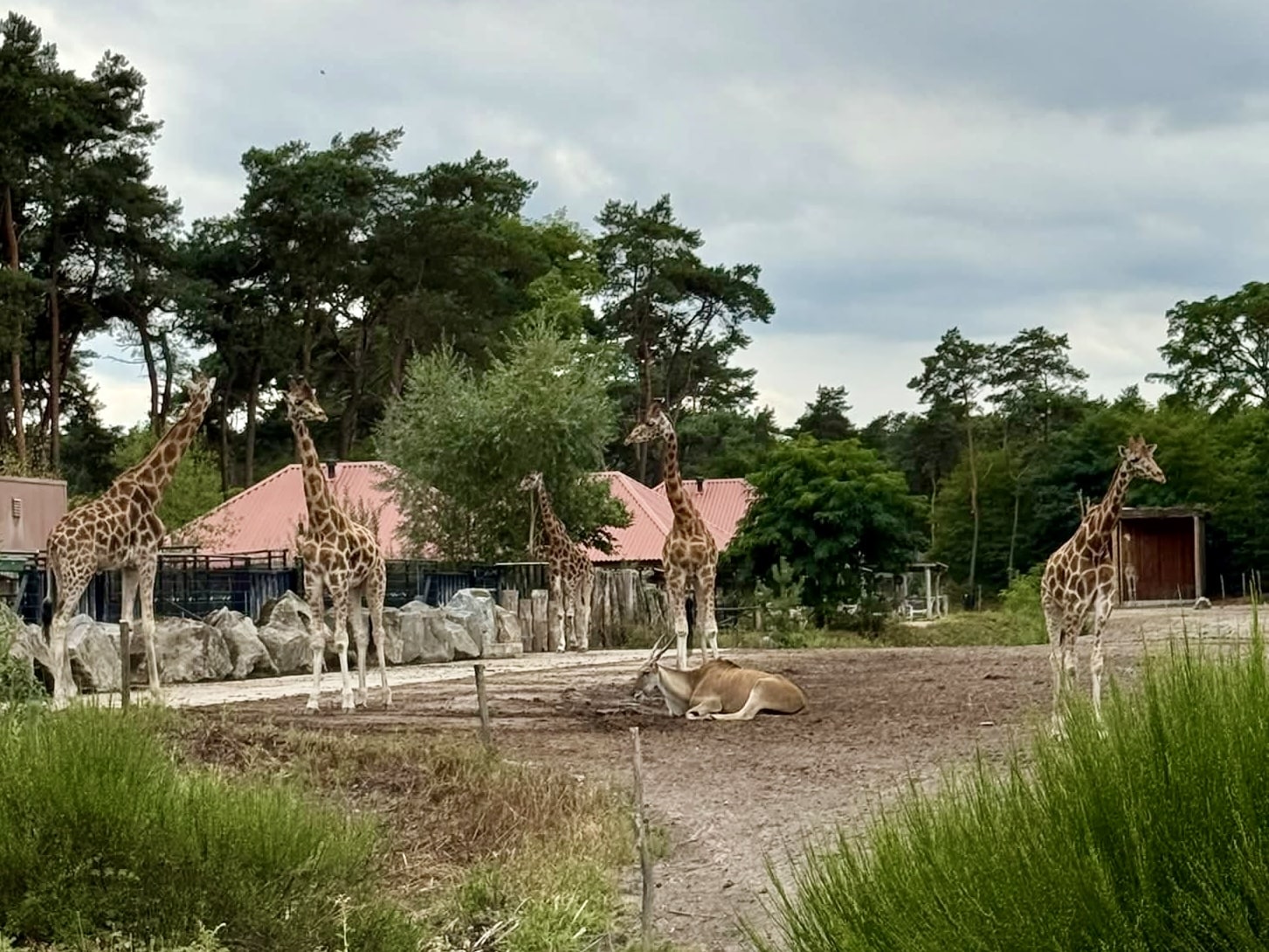 Beekse Bergen giraffes