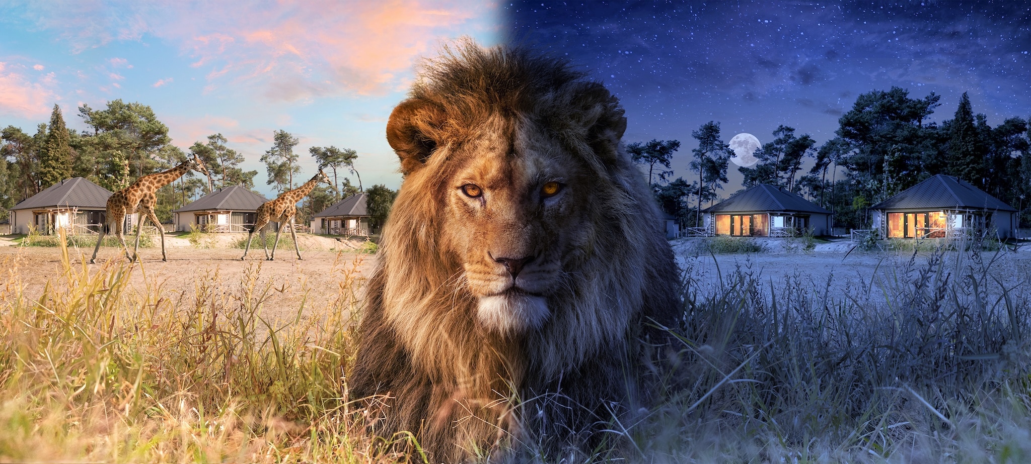 Beekse Bergen safari Resort day and night